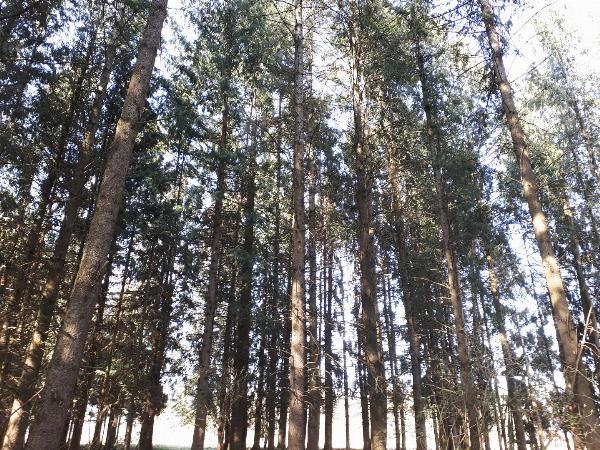 Wald gesucht