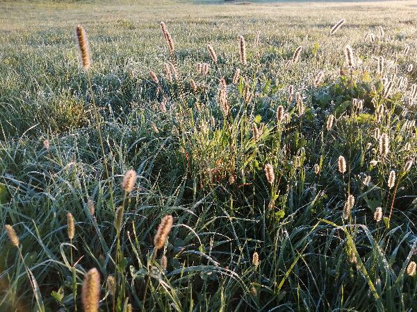 Landwirtschaft mit ca 55 ha